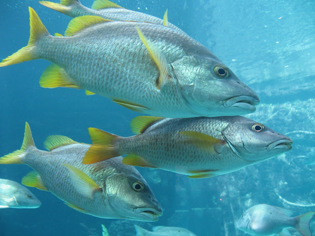 Cómo llegar a Bahamas